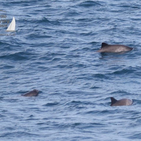 harbour porpoises