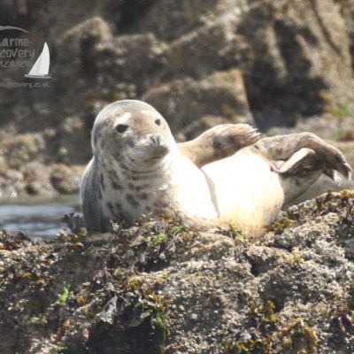 juvenile grey seal