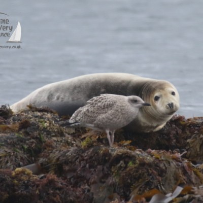 juvenile seal and gull