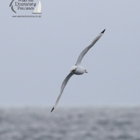 kittiwake