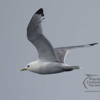 kittiwake
