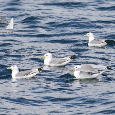 kittiwakes