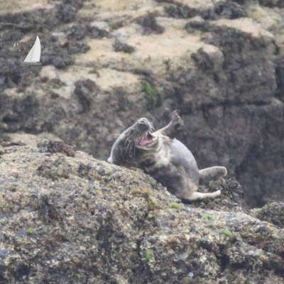 laughing seal