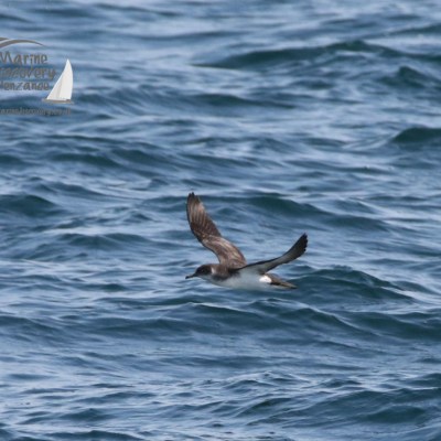 manx shearwater