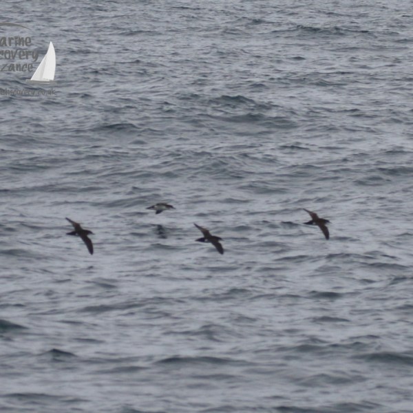 manx shearwaters