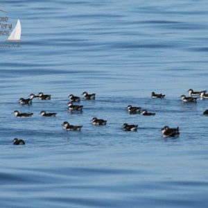 manx shearwaters
