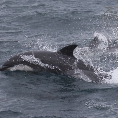 melanistic common dolphin