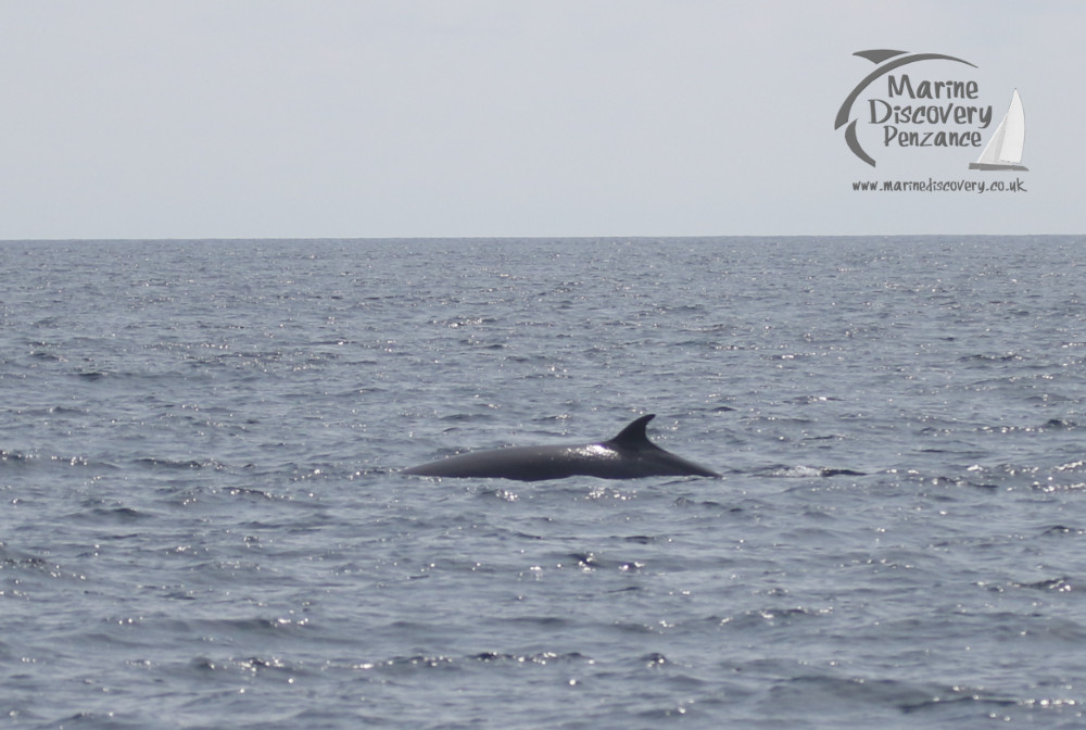 minke whale