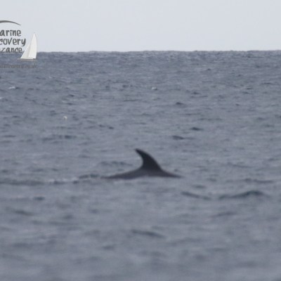 minke whale