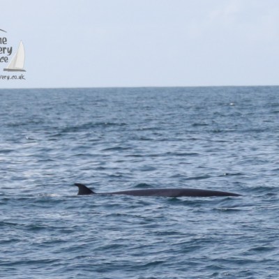 a whale jumping out of the water