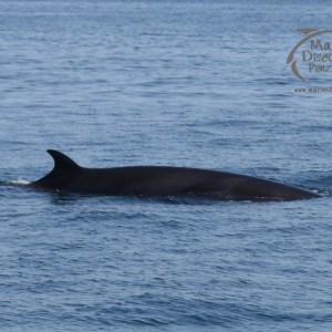 minke whale
