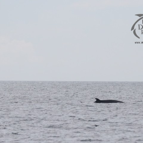 minke whale