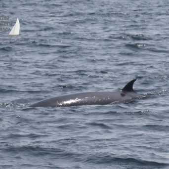 minke whale