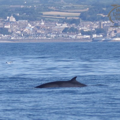 minke whale
