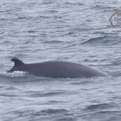 a whale jumping out of the water