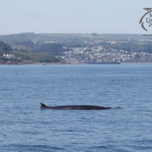 minke whale
