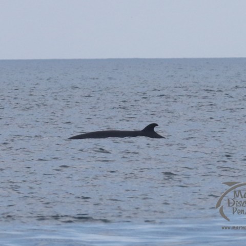 minke whale