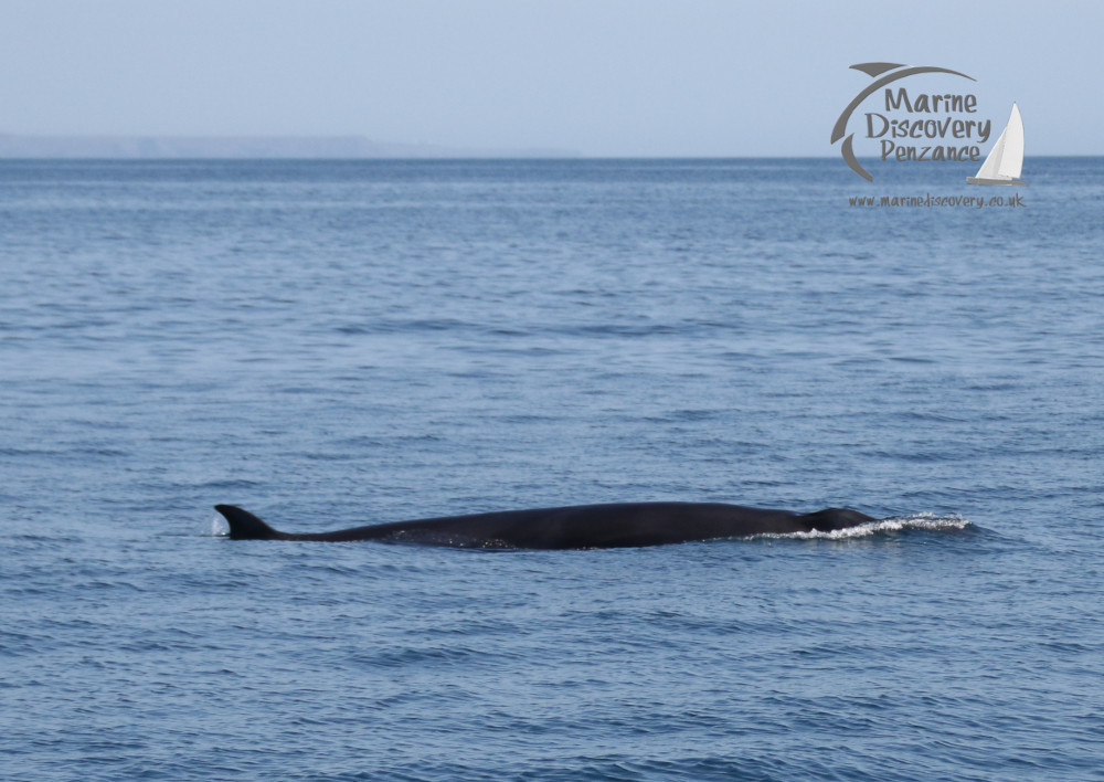 minke whale