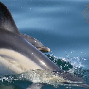 peeping common dolphins