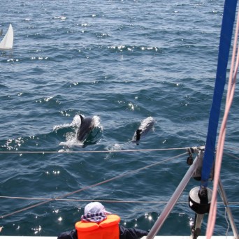 sailing with dolphins