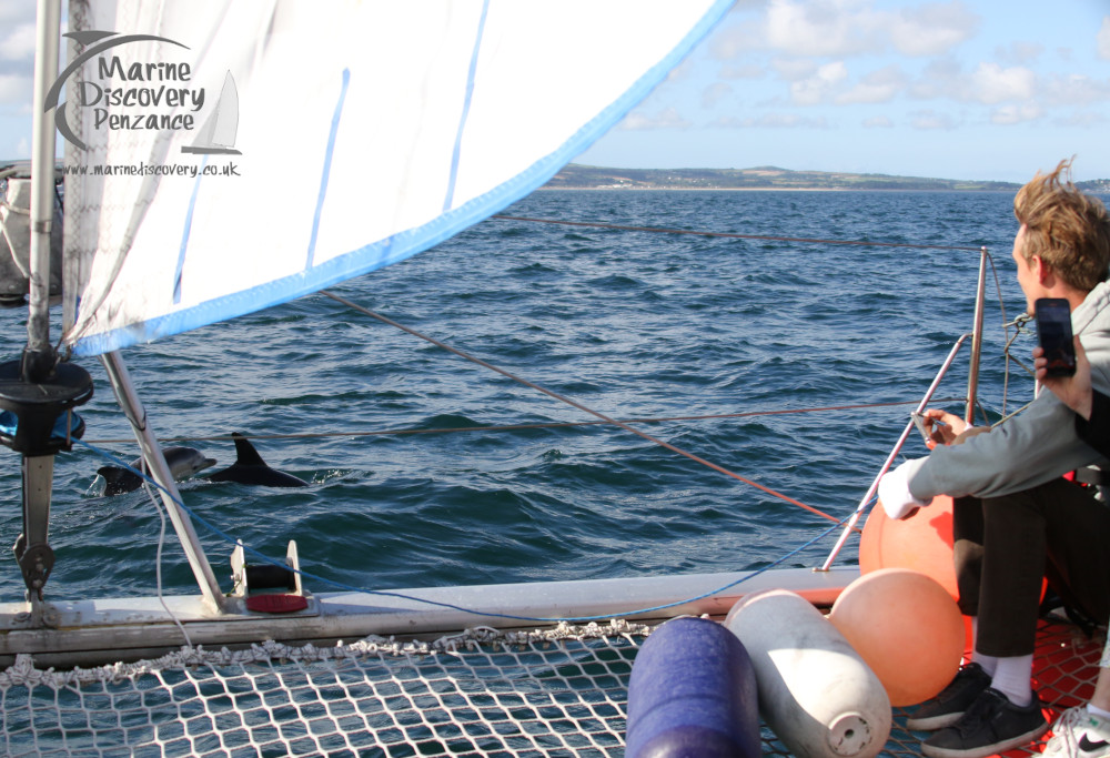 sailing with dolphins