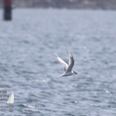 sandwich tern