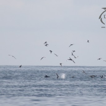 seabirds and dolphins feeding