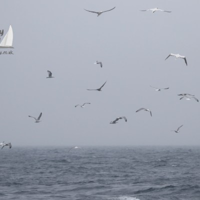 seabirds hunting