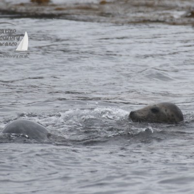 seals in the water