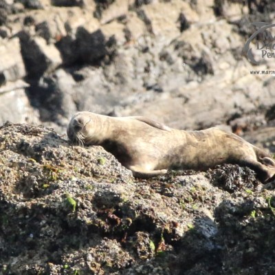 sleepy juvenile seal