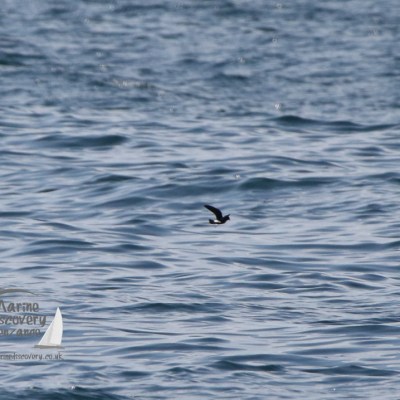 storm petrel