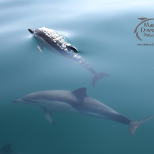 underwater dolphins