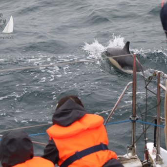 watching common dolphins