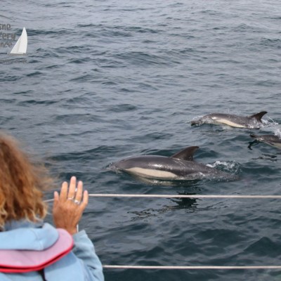 watching common dolphins