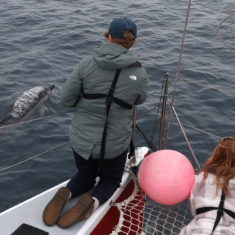 watching common dolphins