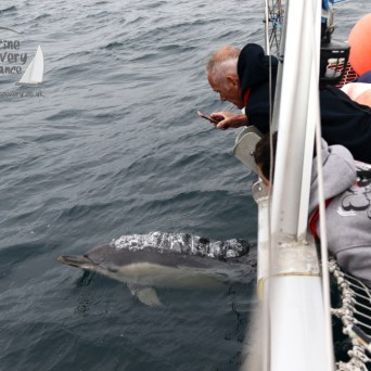 watching common dolphins