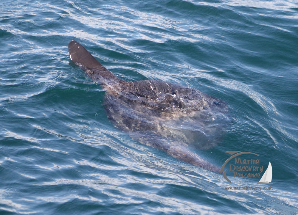 Ocean sunfish