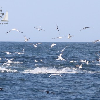 feeding frenzy of seabirds and tuna