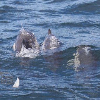 common dolphins bowriding