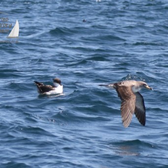 a bird swimming in water next to a body of water