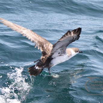 Great shearwater