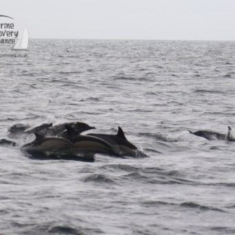 common dolphins