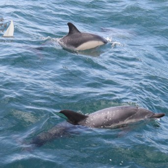 common dolphins
