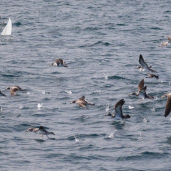 Cory's shearwaters