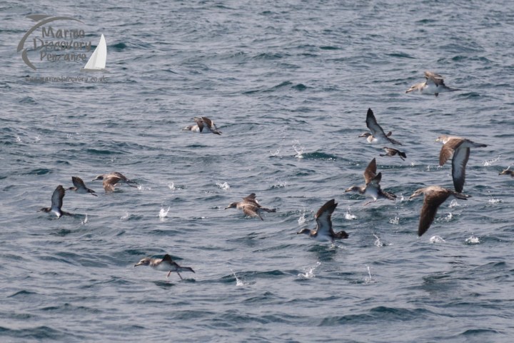 Cory's shearwaters