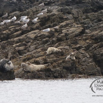 grey seals