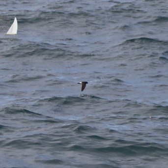 storm petrel