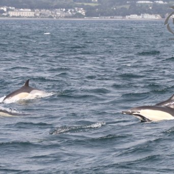 common dolphins
