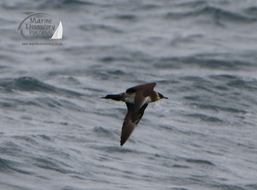 Arctic skua light morph