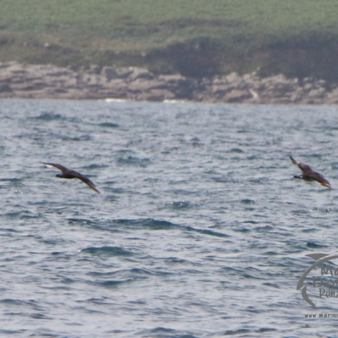 Arctic skuas